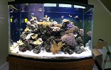 Aquariums My World